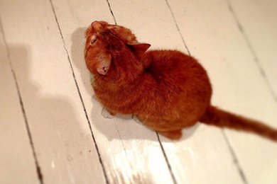 "Kasimir" der rote Kater von oben