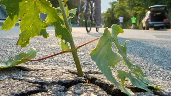 Eine Pflanze bricht durch den Asphalt einer Strasse