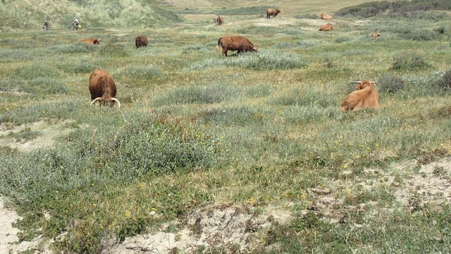 Dünen mit wild lebenden Rindern