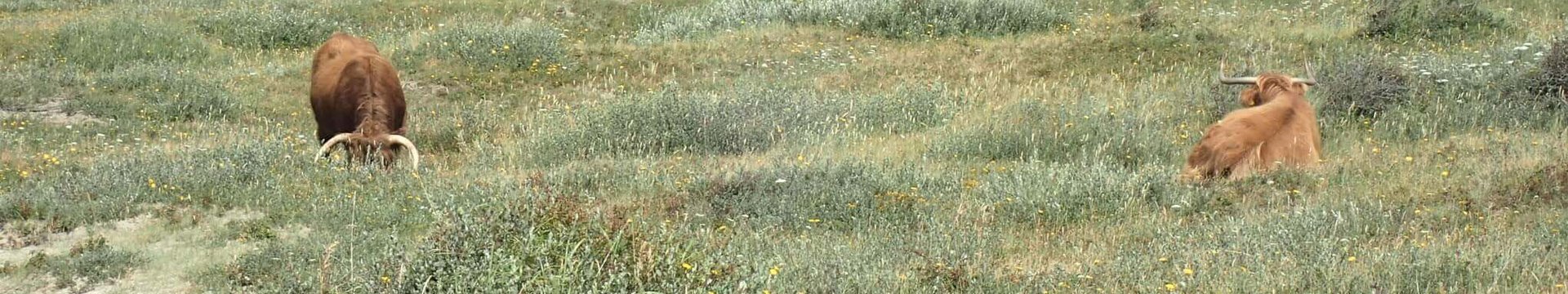 Dünen mit wild lebenden Rindern